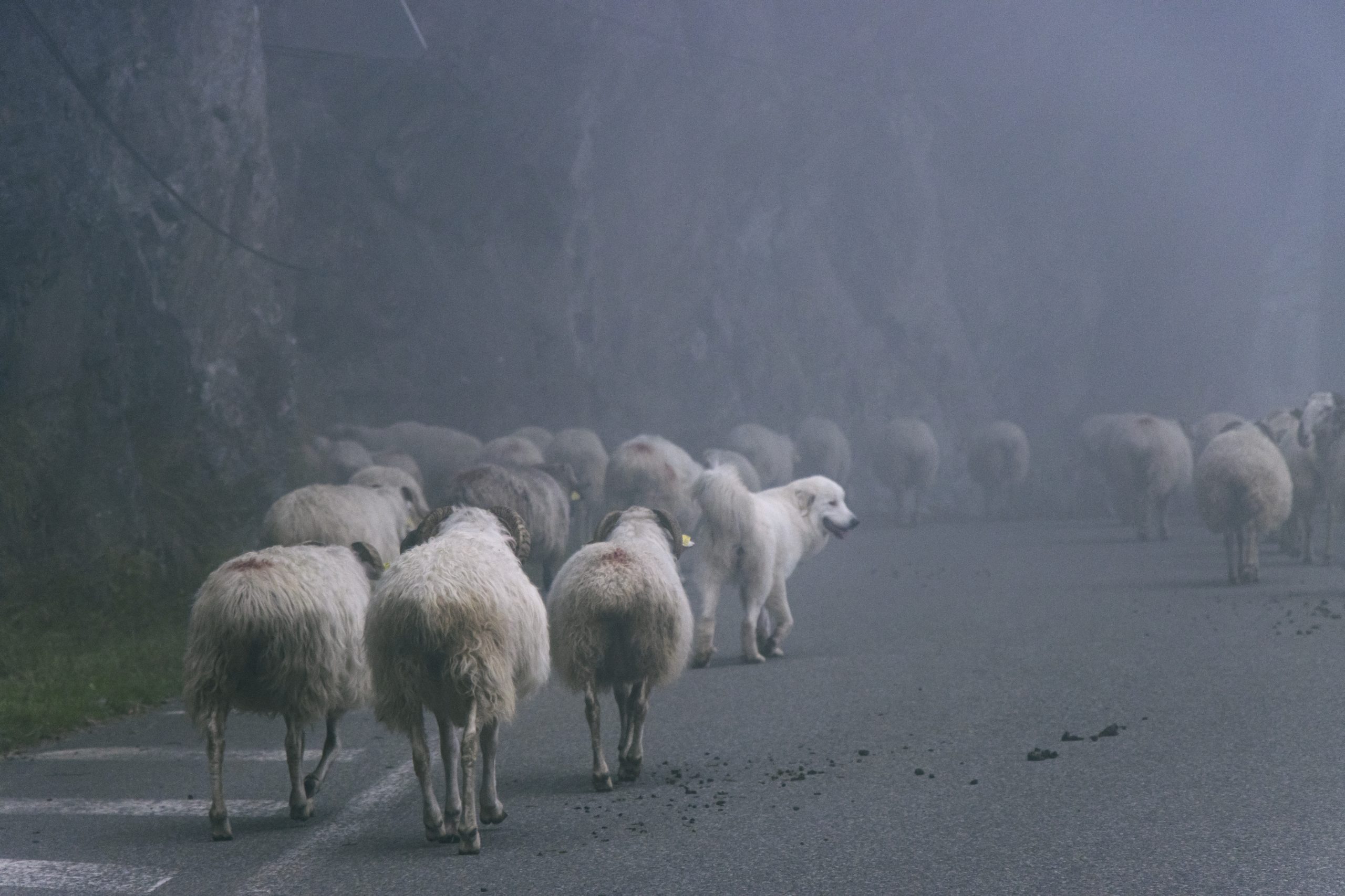 The Shadow and the Shepherd